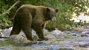 tahoe-bear