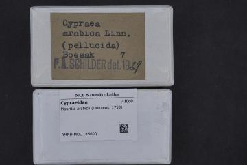 1280px-Naturalis_Biodiversity_Center_-_RMNH.MOL.185600_1_-_Mauritia_arabica_(Linnaeus,_1758)_-_Cypraeidae_-_Mollusc_shell