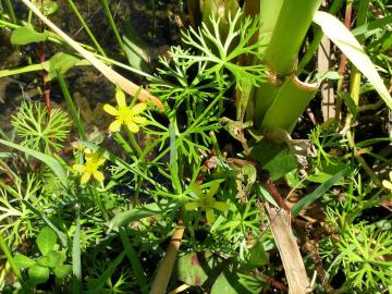 1280px-Ranunculus_inundatus_habit1_(17985333071)