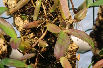 1280px_Bulbophyllum_falcatum_GotBot_2015_002