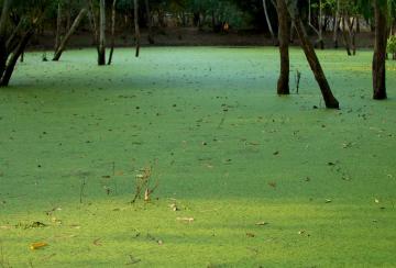 1280px_India_-_TN_-_11-01_-_The_Farm_-_21_-_green_ponds_(5445440702)