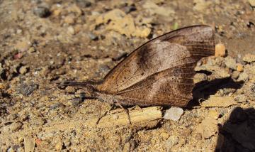1280px_Libythea_myrrha_-_Club_Beak_at_Periya_2014_(9)