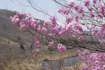 1280px_Rhododendron_pentaphyllum_var._nikoense_08