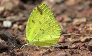 1280px_d_Eurema_hecabe_-_Common_Grass_Yellow_mud_puddling_at_Peravoor_(7)