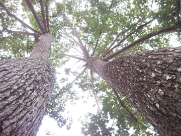 1280px_เขาใหญ่_-_panoramio_(6)