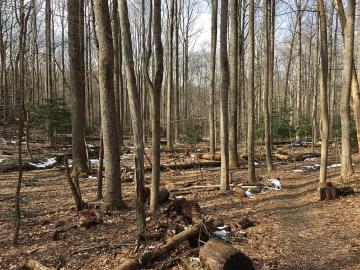 2016-02-08_11_53_37_View_north_along_the_Gerry_Connolly_Cross_County_Trail_between_Miller_Heights_Road_and_Vale_Road_in_Oakton,_Fairfax_County,_Virginia_1280px