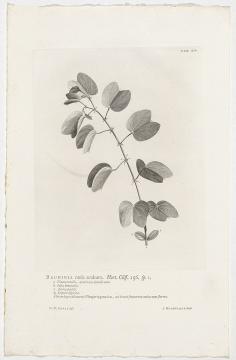 670px-Bauhinia_aculeata_Bauhinia_caule_aculeato._Hort._Cliff._156._sp._1_(titel_op_object),_RP-P-OB-61.491