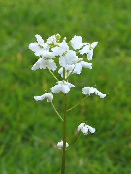 768px-Cardamine_trifolia._Waardevolle_wintergroene_bodembedekker_02