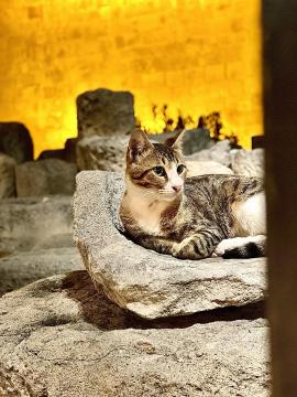 768px_Cyprus-Cat-Limassol-Castle
