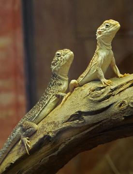 782px-Bush_Dragons