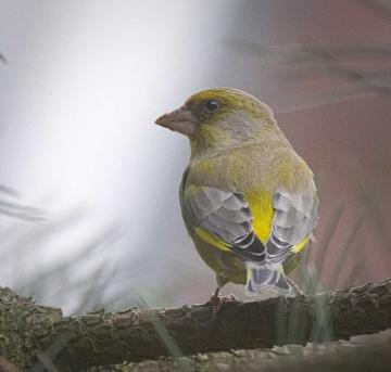 Greenfinch_(38620143184)_med