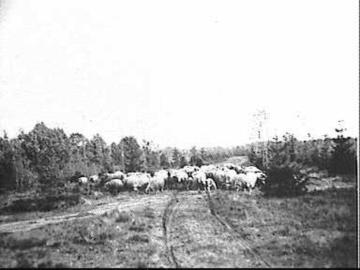 KUDDE_SCHAPEN_COLL.S.J.BOUMA,GR.VOOR_42_-_Westervelde_-_20469164_-_RCE