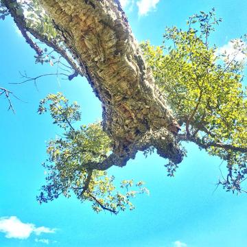 Under_the_shady_cork_oak_(26541729412)